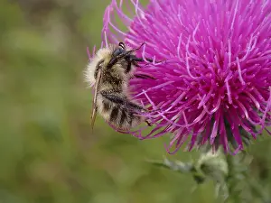 Bee On Flower Prints: Bee on a flower