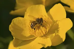 Macro Blossom Photography Prints: Bee on marsh marigold