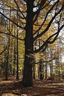 Beech Tree Forest Landscape Prints: Beech, autumn, forest, tree, beech forest