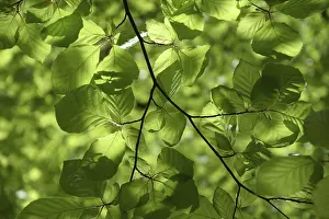 Deciduous Forest Landscape Prints: Beech branches