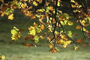 Autumn Foliage Prints: Beech branches in autumn