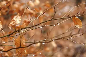 Beech Tree Branches Prints: Beech branches with drops of water