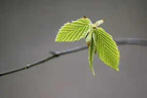 Framed Print : A beech leaf print in spring Framed Print : A beech leaf print in spring