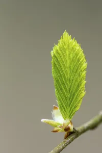Framed Print : A beech leaf print in spring Framed Print : A beech leaf print in spring