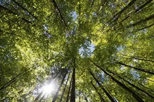 Backlit Deciduous Trees Prints: Beech forest, deciduous forest