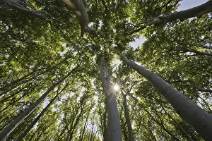 Central Europe Deciduous Trees Prints: Beech forest (Fagus sylvatica)