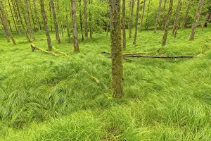 Empty European Landscapes Prints: Beech forest with grass in spring