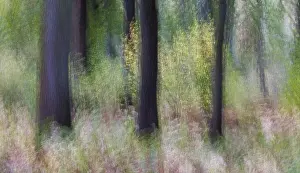 Deserted Beech Forest Prints: In the beech forest (ICM), Germany