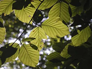 Uninhabited Deciduous Forests Prints: Beech forest, leaf, leaves, beech leaf