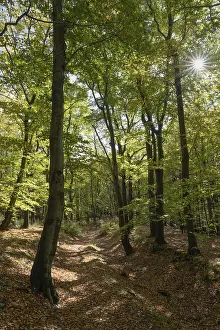 Beech Forest Prints: Beech forest against light, Ore Mountains