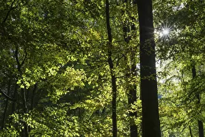 German Countryside Woods Prints: Beech forest against light, Sebnitz