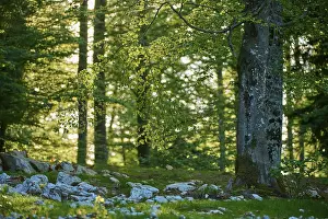 Prints of Beech forest in spring with backlight, Slovenia Related Prints: Beech Forest in Spring Print, Slovenia