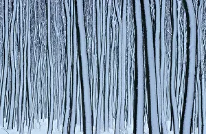Fagus Sylvatica Images Prints: Beech forest in winter, Hessen