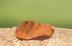 Deciduous Tree Bark Prints: Beech leaf lying on a tree stump, autumn