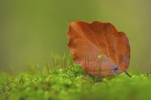 Beech Leaf Prints: Beech leaf on moss on the forest floor