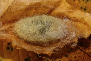 Caterpillar Development Prints: Beech Redstart
