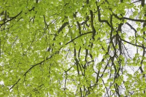 Beech Tree Leaves Prints: Beech tree leaves in spring