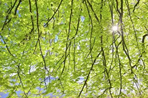 Beech Tree Leaves Prints: Beech tree leaves with sun