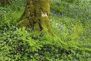 Isle Of Skye Prints: Beech Trees Print, Armadale, Isle of Skye