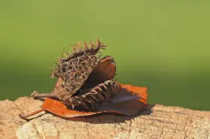 Deciduous Tree Bark Prints: Beechnut with a beech leaf, autumn