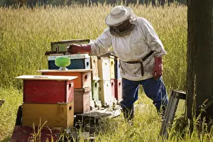 Beekeeper Protective Clothing Prints: Beekeeper installing a feeder