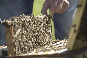 Bee Breeding Prints: Beekeeper at work at the beehive