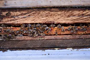 Bee Hotel Nesting Aid Prints: Bees sitting on frames of honeycombs