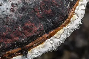 Guttation Drops Prints: Beeswax Bracket (Ganoderma pfeifferi) with guttation drops