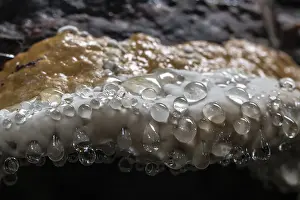 Beeswax Bracket Prints: Beeswax Bracket (Ganoderma pfeifferi) with guttation drops