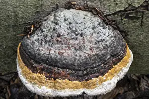 European Bracket Fungi Prints: Beeswax Bracket (Ganoderma pfeifferi) with guttation drops