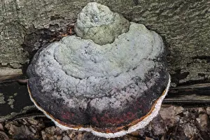 Beeswax Bracket Prints: Beeswax Bracket (Ganoderma pfeifferi) with guttation drops