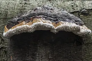 Guttation Drops Prints: Beeswax Bracket (Ganoderma pfeifferi) with guttation drops