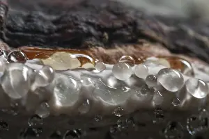 German Higher Fungi Images Prints: Beeswax Bracket (Ganoderma pfeifferi) with guttation drops