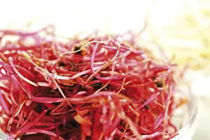 Red Beetroot Nutrition Prints: Beet root seedlings
