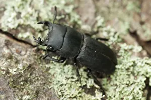 Prints of Beetle beetle, dorcus parallelipipedus, lesser stag beetle, beetle, coleoptera, insects, beetles, males, males Stag Beetle Prints: Beetle Print: Dorcus Parallelipipedus