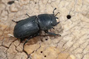 Natural Habitat Animals Prints: Beetle beetle, dorcus parallelipipedus