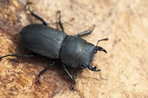 Coleoptera Insects Prints: Beetle beetle, dorcus parallelipipedus