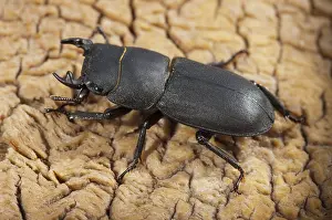 Coleoptera Insects Prints: Beetle beetle, dorcus parallelipipedus