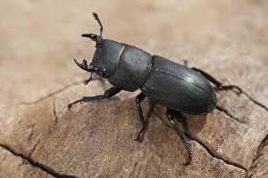 Coleoptera Insects Prints: Beetle beetle, dorcus parallelipipedus