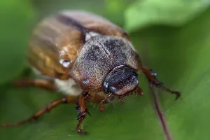 No People In Nature Shots Prints: Beetle in the wild on a leaf