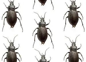 Studio Animal Photography Prints: Many beetles