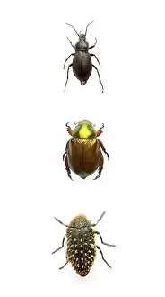 Studio Insect Photography Prints: Three beetles