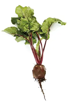 Cut Vegetable Photography Prints: Beetroot