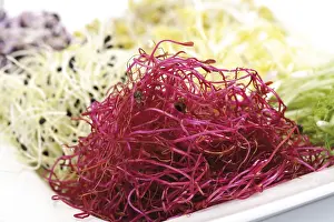 Healthy Eating Salad Ingredients Prints: Beetroot sprouts