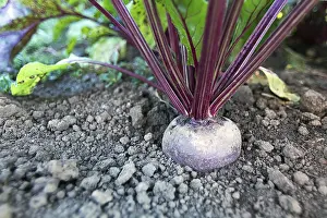 Vegetable Garden Prints: Beetroot in a vegetable garden. Growing beetroot
