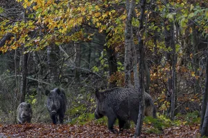 Wild Boar Mating Season Prints: At the beginning of November
