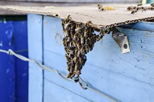 Honey Bees Prints: The beginning of the swarming of the bees
