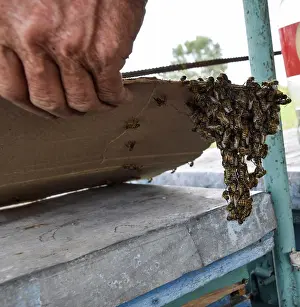 Honey Bees Prints: The beginning of the swarming of the bees