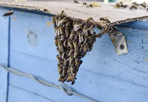 European Honey Bee Breeding Prints: The beginning of the swarming of the bees