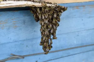 Honey Bees Prints: The beginning of the swarming of the bees
